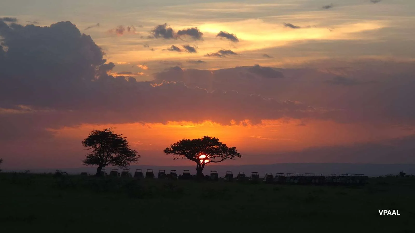 An acacia tree silhouetted against a Kenyan sunset