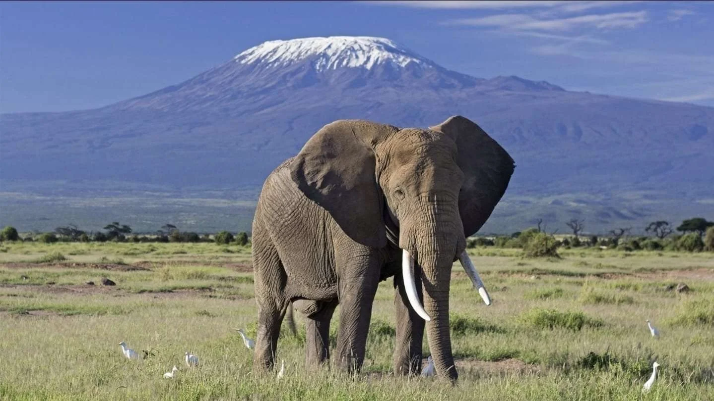 An elephant with Mount Kilimanjaro behind it, Amboseli
