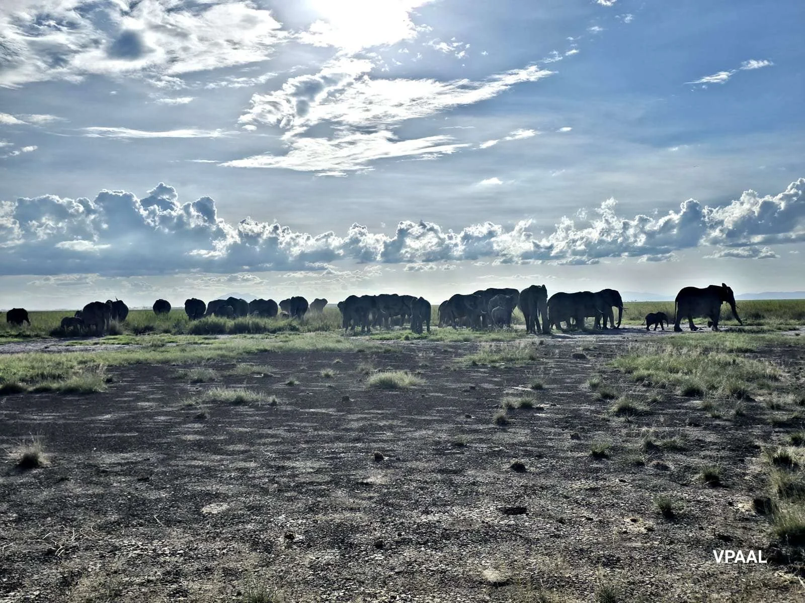 An elephant herd crossing open plains under a dramatic sky