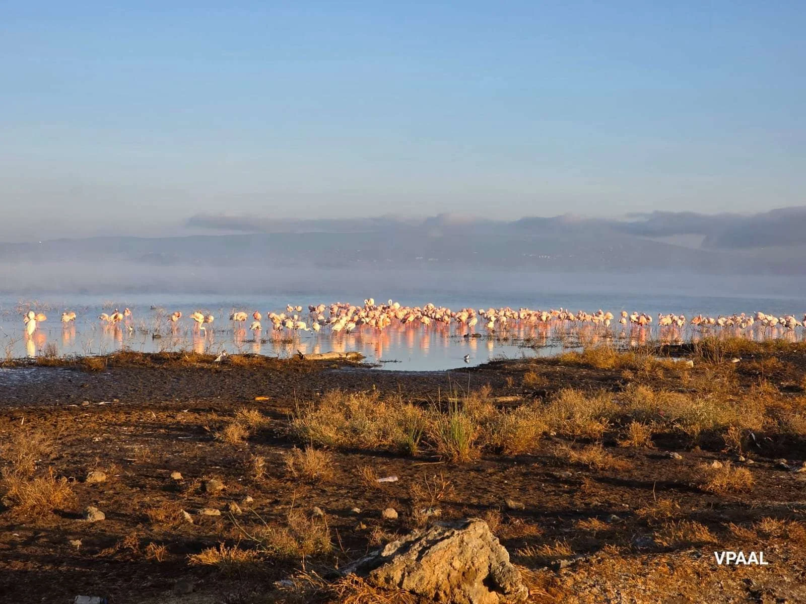 Flamingos at Lake Nakuru National Park