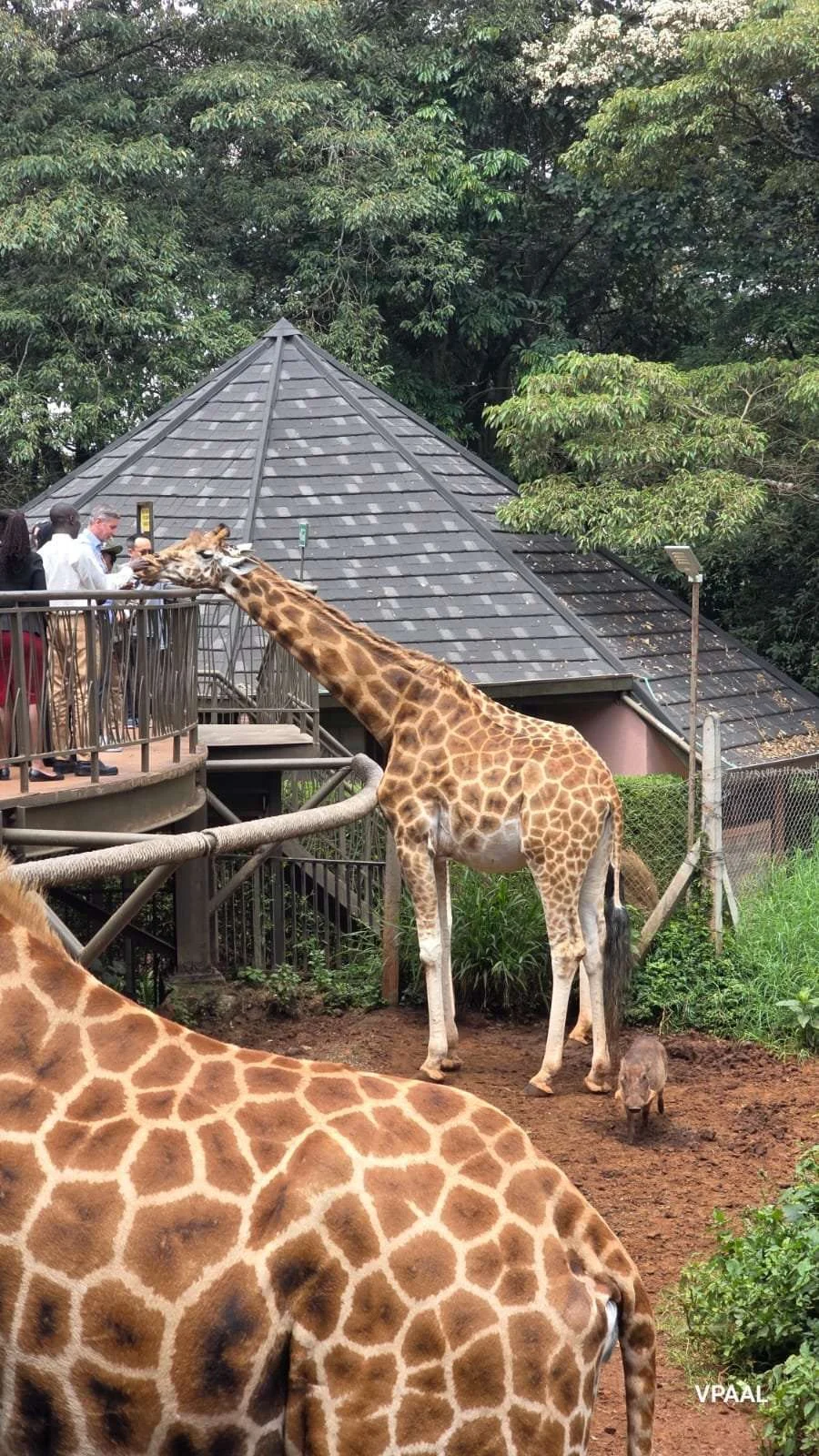 Guests feeding a giraffe at the Giraffe Centre, Nairobi