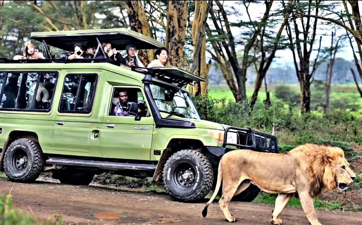 A male lion walking past a safari vehicle in the Maasai Mara