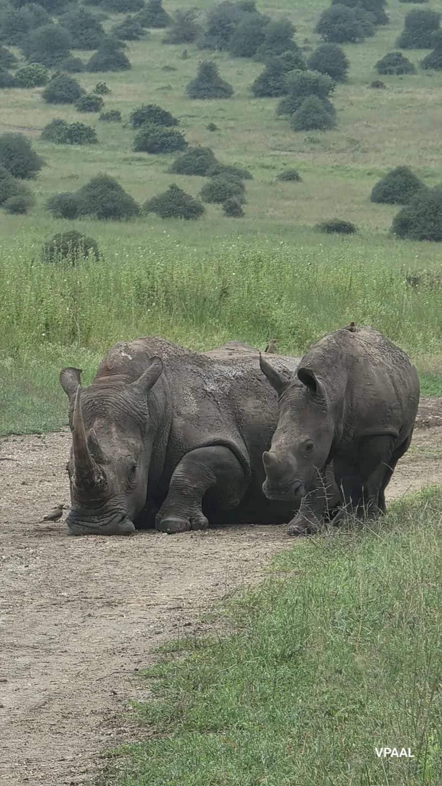 A pair of white rhinos on a track at Ol Pejeta Conservancy