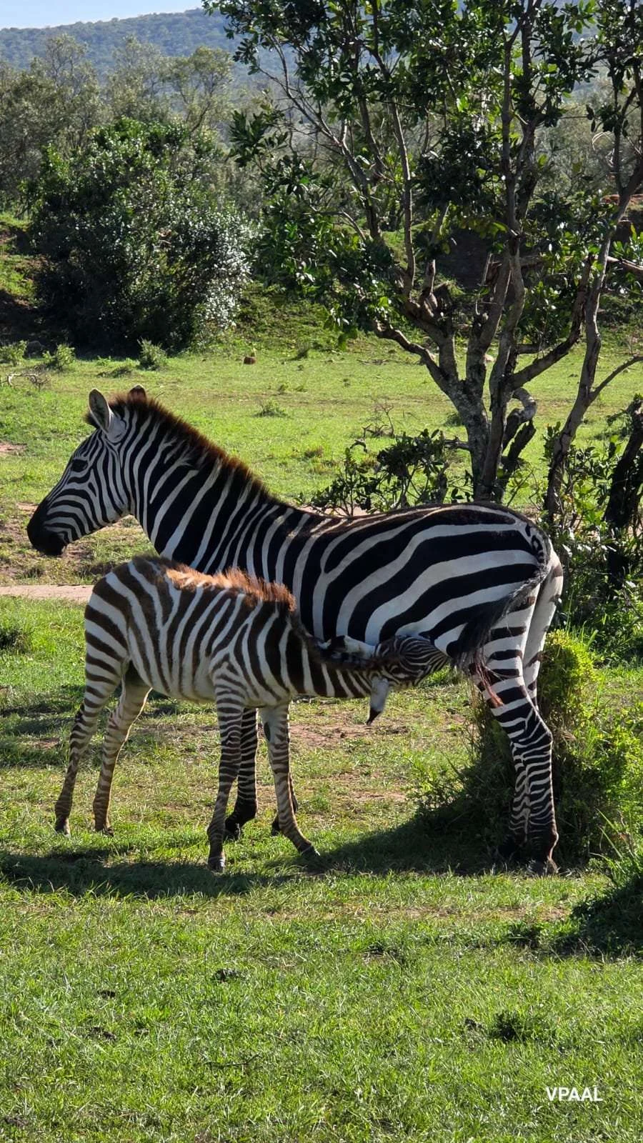 A pair of zebra under a tree on the savanna